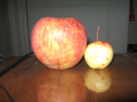 دو سیب(2)